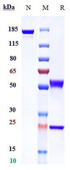Anti-MMP9 Reference Antibody (andecaliximab)