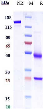Anti-GPR49 / LGR5 Reference Antibody (BNC101)
