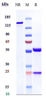 Anti-VEGF Reference Antibody
