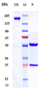 Anti-SLC44A4 Reference Antibody (ASG-5ME)