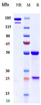 Anti-MASP2 Reference Antibody (narsoplimab)