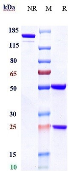 Anti-CD38 Reference Antibody (daratumumab)