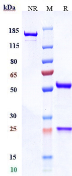 Anti-CDH17 / Cadherin-17 Reference Antibody (10C12)