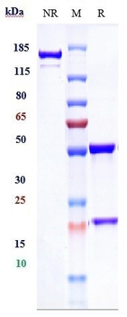Anti-TNFSF2 / TNFa Reference Antibody (infliximab)