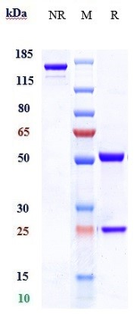 Anti-Siglec-4a / MAG Reference Antibody (refanezumab)