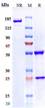 Anti-LIV-1 / SLC39A6 Reference Antibody ((ladiratuzumab vedotin)