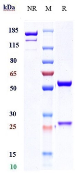 Anti-IL-22 Reference Antibody (fezakinumab)