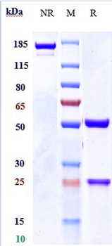 Anti-IL-1RAP / IL-1R3 Reference Antibody (nidanilimab)