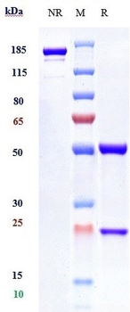 Anti-IFNAR1 Reference Antibody