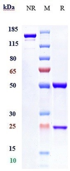 Anti-IFNAR1 Reference Antibody (anifrolumab)