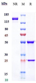 Anti-IFNa1 Reference Antibody (sifalimumab)