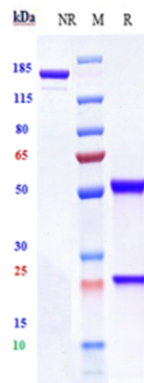Anti-ERBB3 / HER3 Reference Antibody (lumretuzumab)