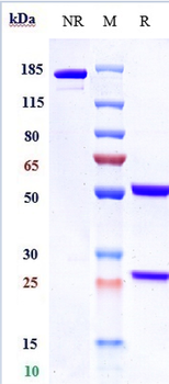 Anti-GPC3 / Glypican-3 Reference Antibody (codrituzumab)