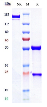 Anti-CD3e Reference Antibody (teplizumab)