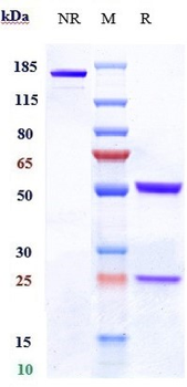 Anti-CD19 Reference Antibody (denintuzumab)