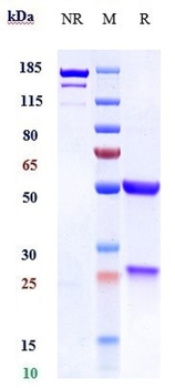 Anti-LILRA4 / ILT7 / CD85g Reference Antibody (daxdilimab)