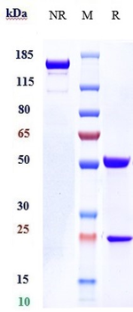 Anti-IL-31Ra Reference Antibody (nemolizumab)