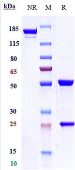 Anti-ERBB2 / HER2 / CD340 Reference Antibody (trastuzumab)