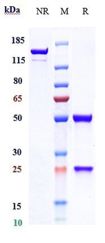 Anti-GUCY2C Reference Antibody (indusatumab)