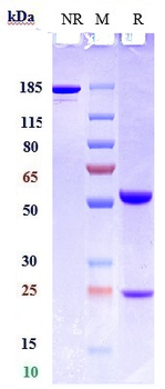 Anti-CSF2 / GM-CSF Reference Antibody (lenzilumab)