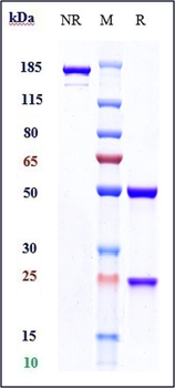 Anti-FGFR3 / CD333 Reference Antibody (vofatamab)