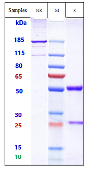 Anti-ERBB1 / EGFR / HER1 Reference Antibody (Cetuximab-MMAE)