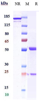 Anti-DLL4 Reference Antibody (enoticumab)