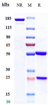 Anti-HGFR / c-Met Reference Antibody (telisotuzumab)