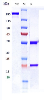 Anti-CDCP1 / CD318 Reference Antibody (38 E11)