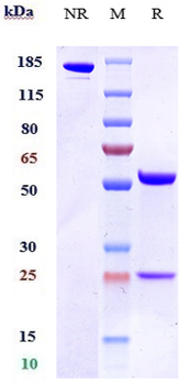 Anti-OX2R / CD200R1 Reference Antibody