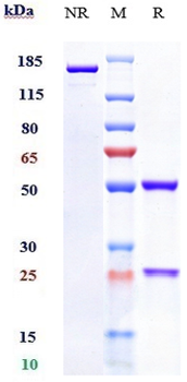 Anti-C1s Reference Antibody (sutimlimab)