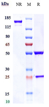 Anti-AXL / UFO Reference Antibody (enapotamab)