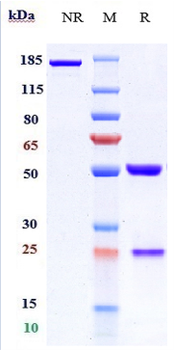 Anti-ANGPTL3 Reference Antibody (evinacumab)
