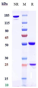 Anti-DLK1 Reference Antibody (LIV-1205)