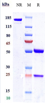 Anti-Nectin-4 Reference Antibody (enfortumab)