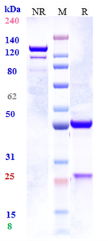 Anti-IL-33 Reference Antibody (tozorakimab)