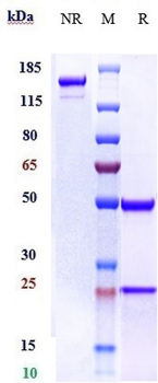 Anti-ERBB3/ HER3 Reference Antibody (patritumab deruxtecan)