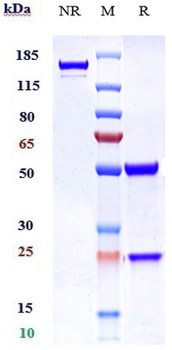Anti-ERBB3 / HER3 Reference Antibody (patritumab)