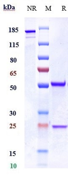 Anti-CXCR3 / GPR9 / CD183 Reference Antibody
