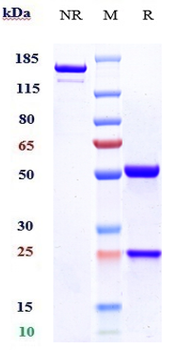 Anti-B7-H3 / CD276 Reference Antibody (enoblituzumab)