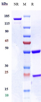 Anti-ERBB1 / EGFR / HER1 Reference Antibody (panitumumab)