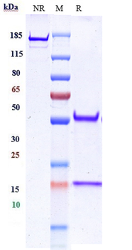 Anti-ERBB1 / EGFR / HER1 Reference Antibody
