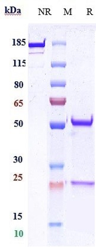Anti-CDH1 / E-cadherin / CD324 Reference Antibody