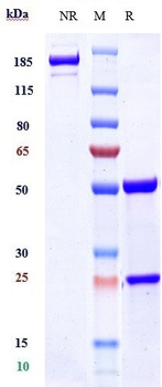 Anti-Amyloid Beta Reference Antibody (lecanemab)