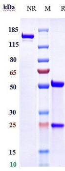 Anti-Spike RBD Reference Antibody (Cilgavimab)