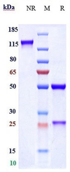 Anti-Spike RBD Reference Antibody (Imdevimab)