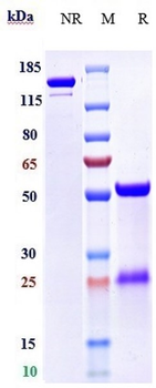 Anti-Spike RBD Reference Antibody (Sotrovimab)