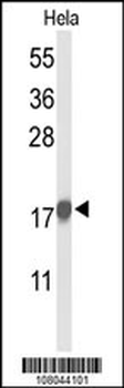 P21Cip1 Antibody