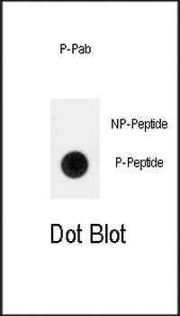 Phospho-RUNX2(S465) Antibody