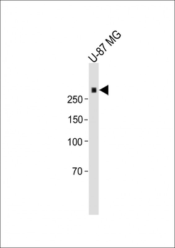 MAP2 Antibody
